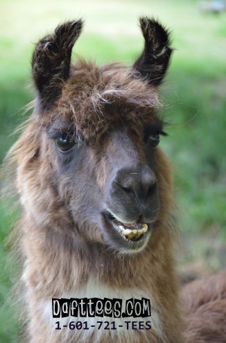 Llama